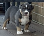 Puppy Red American Bully