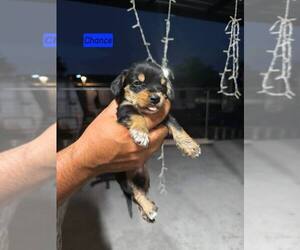 Schweenie Dogs for adoption in Brewster, NY, USA
