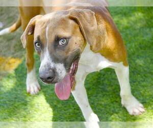 Treeing Walker Coonhound-Unknown Mix Dogs for adoption in Tallahassee, FL, USA