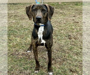 Beagle-Plott Hound Mix Dogs for adoption in Batavia, OH, USA
