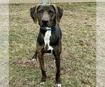 Small Beagle-Plott Hound Mix