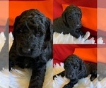 Small Photo #2 Goldendoodle-Poodle (Standard) Mix Puppy For Sale in PINEVILLE, AR, USA