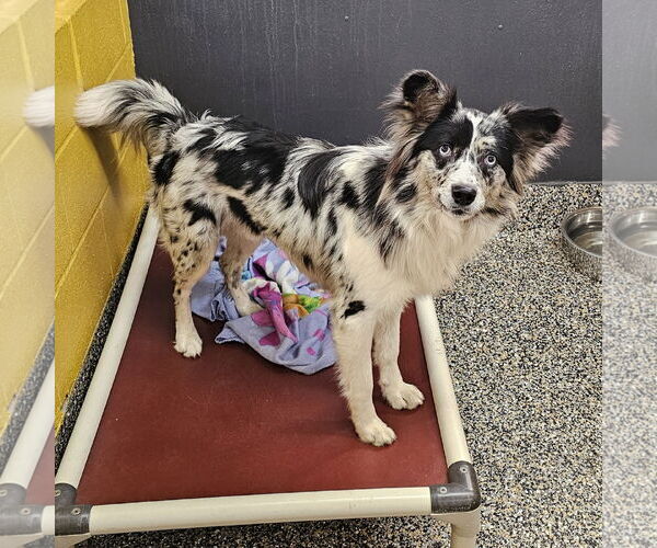 Medium Photo #1 Chihuahua-Unknown Mix Puppy For Sale in Metairie, LA, USA