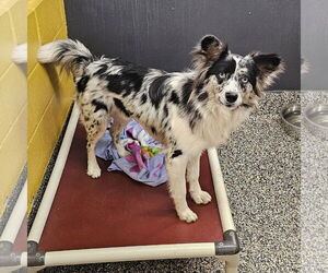 Chihuahua-Unknown Mix Dogs for adoption in Metairie, LA, USA