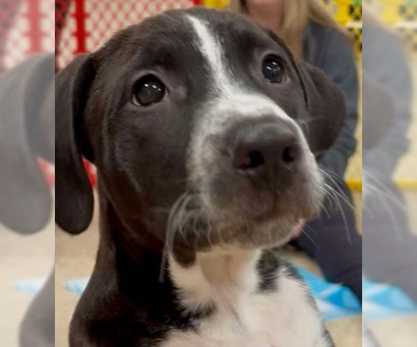 Medium Photo #12 Mutt Puppy For Sale in Wenonah, NJ, USA