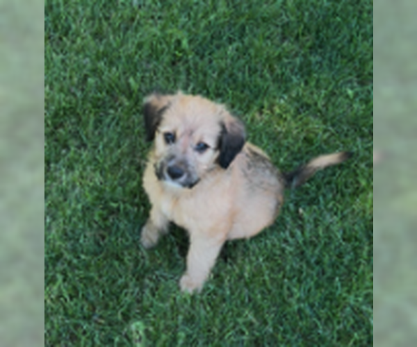Medium Photo #4 Mutt Puppy For Sale in Plainfield, IL, USA