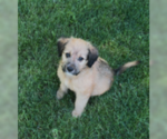 Small #3 Mutt