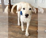 Small #1 Labrador Retriever Mix