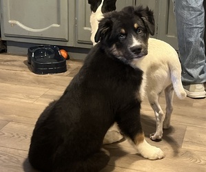 Australian Shepherd Puppy for sale in MERCER, WI, USA