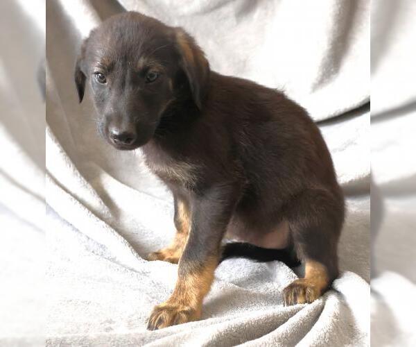 Medium Photo #1 Mutt Puppy For Sale in Thief River Falls, MN, USA