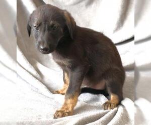 Mutt Dogs for adoption in Thief River Falls, MN, USA