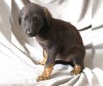 Small Mutt