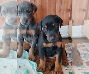 Doberman Pinscher Puppy for Sale in INDEPENDENCE, Missouri USA