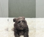 Small #5 Schnauzer (Miniature)