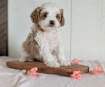 Small #1 Cavapoo (Miniature)