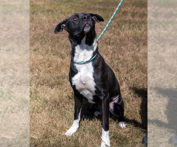 Medium Photo #6 Labrador Retriever Puppy For Sale in Glen Allen, VA, USA