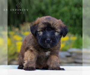 Soft Coated Wheaten Terrier Puppy for sale in LITITZ, PA, USA