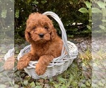 Small #1 Goldendoodle (Miniature)