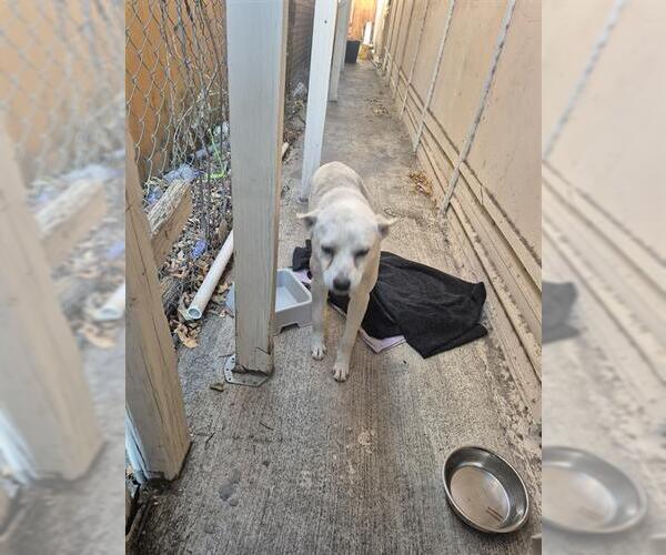 Medium Photo #1 Mutt Puppy For Sale in San Antonio, TX, USA