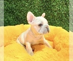 Small Photo #7 French Bulldog Puppy For Sale in SEATTLE, WA, USA