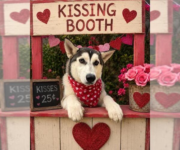 Medium Photo #1 Siberian Husky Puppy For Sale in Globe, AZ, USA