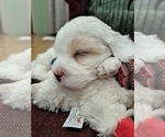 Puppy 1 Lhatese-Maltese Mix