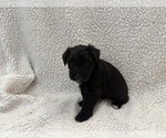 Small #3 Schnauzer (Miniature)
