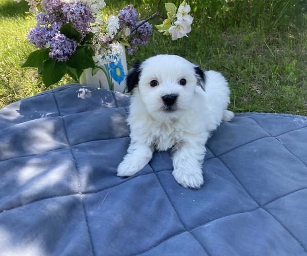 Medium Photo #4 Coton de Tulear Puppy For Sale in RUBICON, WI, USA