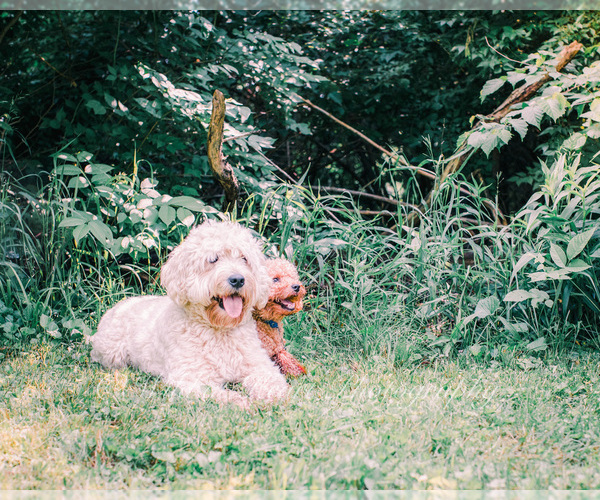 Medium Photo #1 Goldendoodle-Irish Doodle Mix Puppy For Sale in LITTLE ROCK, AR, USA