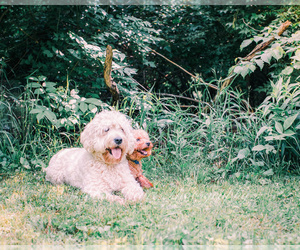 Father of the Goldendoodle-Irish Doodle Mix puppies born on 06/04/2020