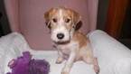 Small Photo #7 Jack Russell Terrier Puppy For Sale in AIKEN, SC, USA
