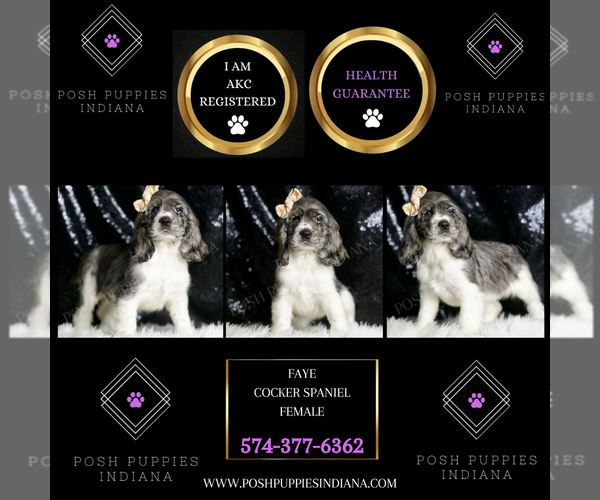 Medium Photo #2 Cocker Spaniel Puppy For Sale in WARSAW, IN, USA