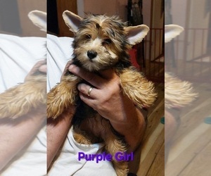 Yorkshire Terrier Puppy for sale in LOUISA, VA, USA