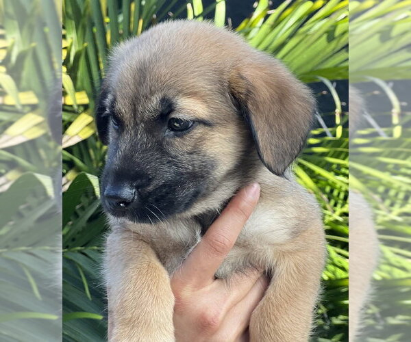Medium Photo #7 Hava-Apso Puppy For Sale in Dana Point, CA, USA