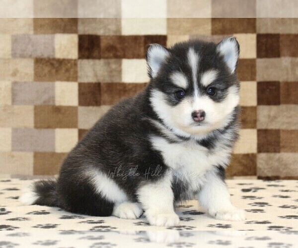 Medium Photo #1 Pomsky Puppy For Sale in DENVER, PA, USA