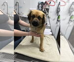 Small #4 Puginese