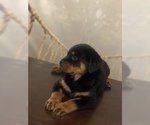 Small Photo #16 Rottweiler Puppy For Sale in ANTIOCH, CA, USA