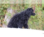 Small #13 Poodle (Toy)