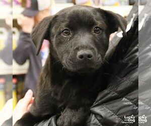 Retriever -Unknown Mix Dogs for adoption in Washington, DC, USA