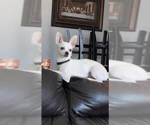 Chihuahua Dogs for adoption in San Antonio, TX, USA