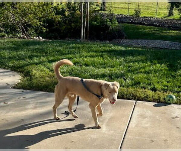 Medium Photo #4 Labrador Retriever-Unknown Mix Puppy For Sale in San Diego, CA, USA
