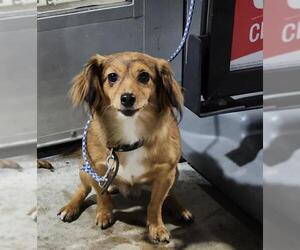 Dachshund-Unknown Mix Dogs for adoption in San Antonio, TX, USA