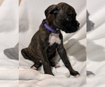 Mr Purple - Male Boxer Puppy for Sale - Photo #7