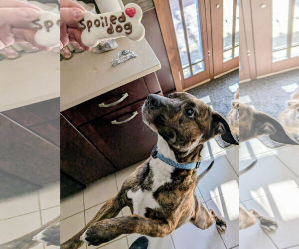 Medium Photo #4 American Pit Bull Terrier-Unknown Mix Puppy For Sale in Sandy, UT, USA