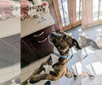 Small #3 American Pit Bull Terrier Mix
