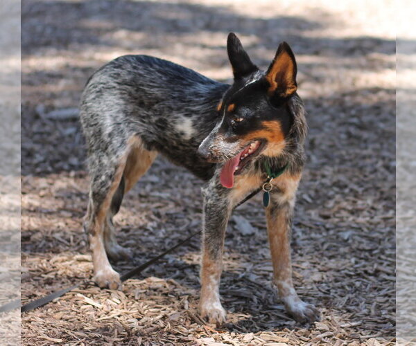 Medium Photo #3 Mutt Puppy For Sale in Paso Robles, CA, USA