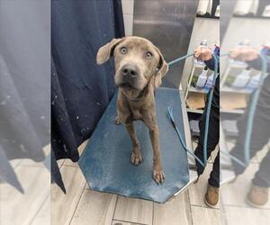Unknown-Weimaraner Mix Dogs for adoption in Mobile, AL, USA