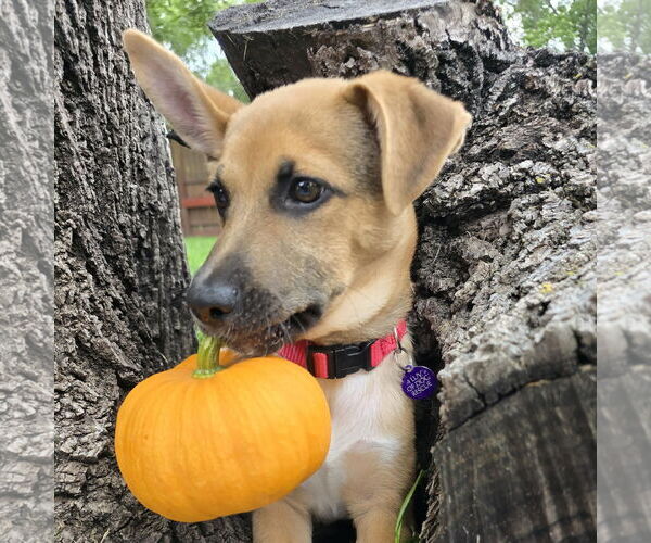Medium Photo #2 Mutt Puppy For Sale in Fargo, ND, USA