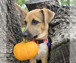 Small #1 Mutt