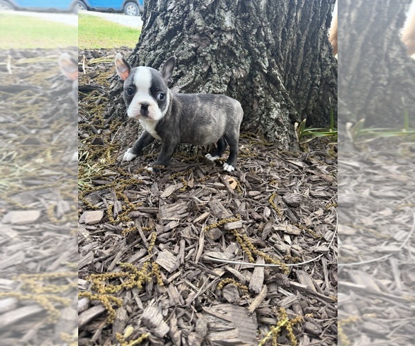 Medium Photo #3 Boston Terrier Puppy For Sale in FREDONIA, KS, USA